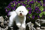 BICHON FRISE 526